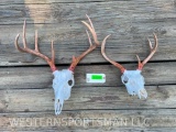 2 White-tail deer skulls- 8 & 5 point antlers - all teeth - Great taxidermy log cabin decor = 2 X $