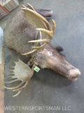 Dead Moose Mt Reproduction Antlers TAXIDERMY