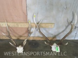 Sika Antlers & Axis Antlers (2x$) TAXIDERMY