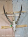 Waterbuck Skull TAXIDERMY
