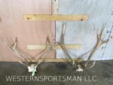 2 Sets of Axis Antlers (2x$) TAXIDERMY