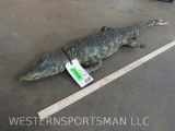 Lifesize Cayman Alligator 47