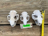 3 lg. toXXlg. Beaver skulls, all teeth, 5 -5 3/4 inches long,,- 4 inches wide great hunting taxiderm