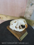 Beaver Skull on Base TAXIDERMY