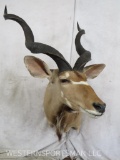 Beautiful Kudu Sh Mt TAXIDERMY