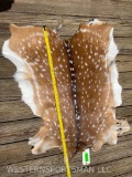 Beautiful Axis deer soft tanned hide, 40 inches long X 30 to 32 inches wide, great taxidermy hunting