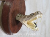 Rattlesnake Sh Mt on Plaque TAXIDERMY