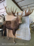 XL Lifesize Moose *Real Antlers 70