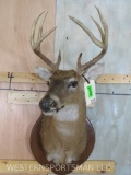 Whitetail Sh Mt on Plaque TAXIDERMY