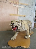 100+ Year Old Antique Sumatran Tiger *TX RESIDENTS ONLY* TAXIDERMY