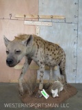 Lifesize Spotted Hyena on Base TAXIDERMY