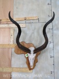 Kudu Skull on Beautiful Carved Arica Shaped Plaque TAXIDERMY