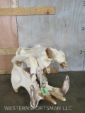 Super Cool Hippo Skull TAXIDERMY
