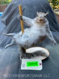 Pole dancing Grey squirrel, New Taxidermy, 12 1/2 inches tall, about 10 inches wide