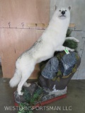 Lifesize Arctic Wolf on Base TAXIDERMY