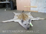 Super Cool Hyena Rug w/Mounted Head TAXIDERMY