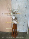 Really Nice Axis Pedestal TAXIDERMY
