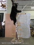Super Cute Lifesize Black Bear on Tree Pedestal TAXIDERMY