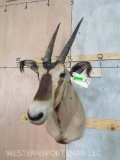 Fringe Eared Oryx *TX RESIDENTS ONLY* TAXIDERMY
