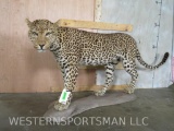 Really Nice Lifesize Leopard on Base *TX RESIDENTS ONLY* TAXIDERMY