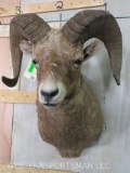Big Horn Sheep Sh Mt TAXIDERMY