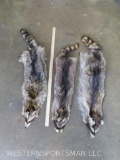 3 Raccoon Hides (ONE$) TAXIDERMY