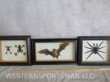 Flying Arrow Frogs in Display, Bat in Display & Tarantula in Display (3x$)