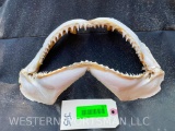 Large set of SHARK jaws- sharp TEETH - 13 1/2 inches long X 7 inches wide , great nautical taxidermy