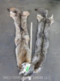 2 Coyote Hides (ONE$) TAXIDERMY
