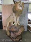 Beautiful Lifesize Lion on Base *TX RES ONLY* TAXIDERMY