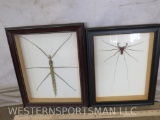 2 Spiders in Shadow Boxes (2x$) TAXIDERMY ODDITY