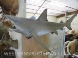 7' Bull Shark Hanging Mount TAXIDERMY