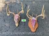 2 big 8 point White-tail deer painted skulls& big antlers, 15 inch spreads, U.S & Confederate flags,