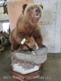 Lifesize Brown Bear On Base TAXIDERMY