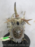 Unique Decorative Piece w/Antlers & Turtle Shell TAXIDERMY DECOR
