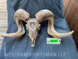 Beautiful BLOND HORNED sheep CARVED skull, with big horns - 33 & 31 inches long , & 25 1/2 inches wi