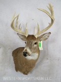 Super Nice Whitetail Sh Mt TAXIDERMY