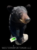 Beautiful 1/2 body Black bear , New taxidermy mount, on artificial rock base 38 inches tall, 24 inch