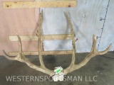 SET OF PERE DAVID'S ANTLERS TAXIDERMY
