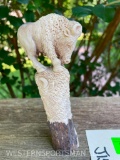 Awesome White Buffalo, carved in a Stag antler - 6 inches long X 2 1/2 inches wide, knife handle or