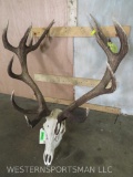 Nice Red Stag Skull TAXIDERMY