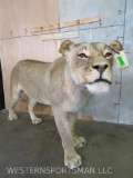 Beautiful Freestanding Lifesize Lioness *TX RES ONLY* TAXIDERMY