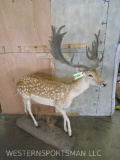 Lifesize Spotted Fallow Deer on Base TAXIDERMY