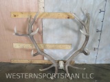 Set of Red Stag Antlers TAXIDERMY