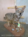 Lifesize Coyote on Base TAXIDERMY