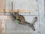 Lifesize Ring Tailed Cat TAXIDERMY