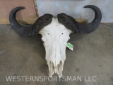 Cape Buffalo Skull 35