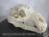 Black Bear Skull 20 3/8 TAXIDERMY