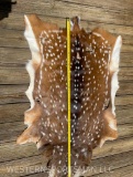 Beautiful, HUGE - Axis deer soft tanned hide, 56 inches long X 35 to 37 inches wide, great taxidermy