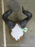 Hartebeest Horns on Plaque TAXIDERMY